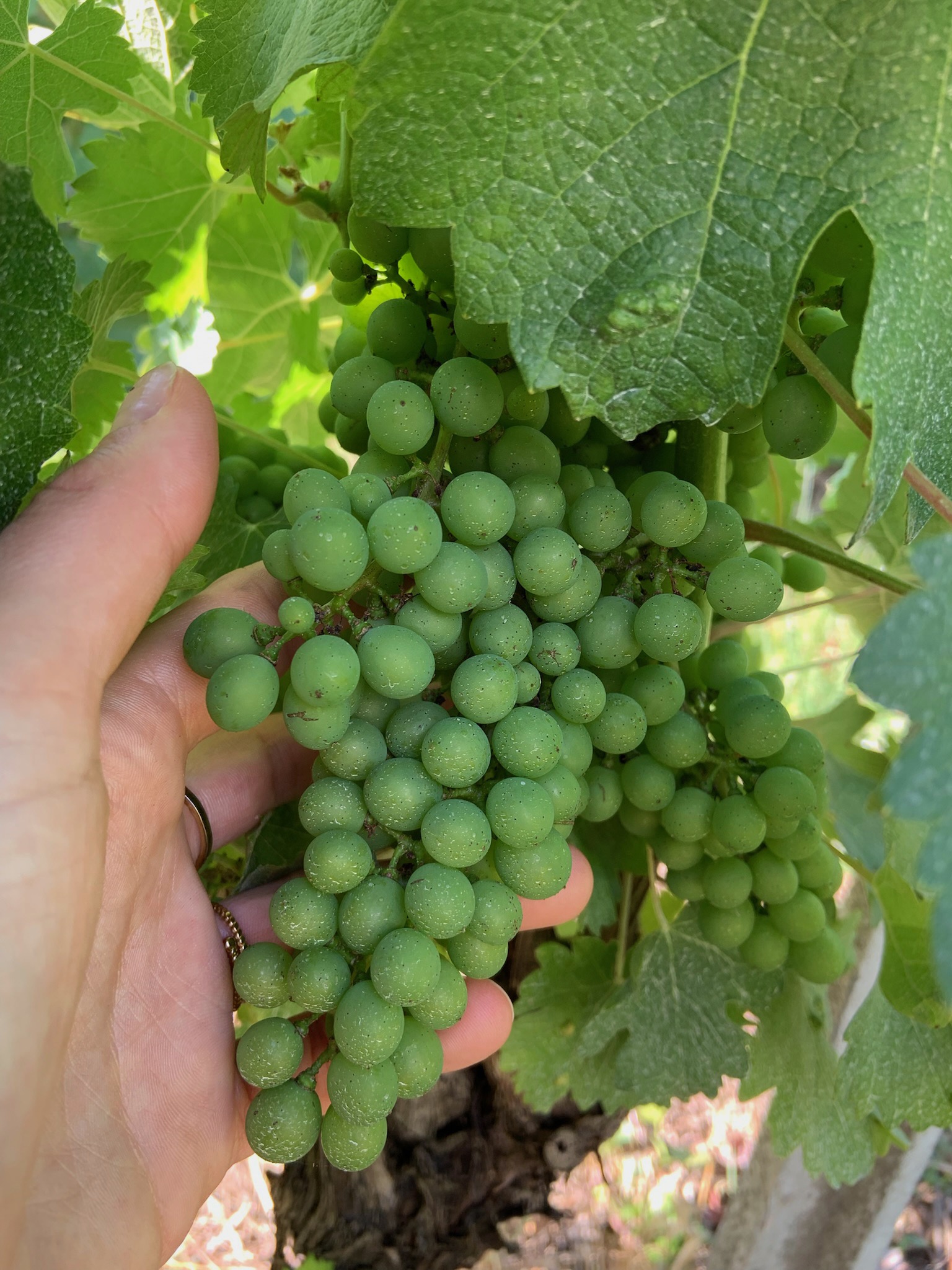 Nog onrijpe druiven aan de wijnstok in Sancerre