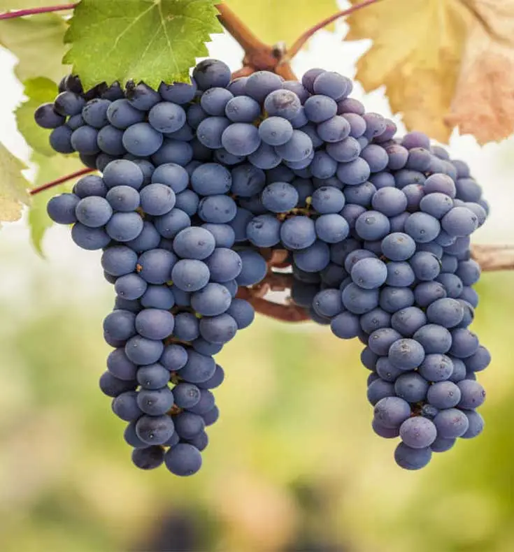Pinot Noir-druiven aan de wijnstok